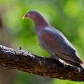 Patagioenas flavirostris  Red-billed Pigeon  Rotschnabeltaube 1 1
