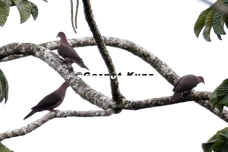 Patagioenas nigrirostris Short-billed Pigeon Kurzschnabeltaube 3 1 - Patagioenas_nigrirostris__Short-billed_Pigeon__Kurzschnabeltaube_3_1.jpg Patagioenas_nigrirostris__Short-billed_Pigeon__Kurzschnabeltaube_3_1.jpg