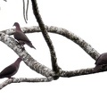 Patagioenas nigrirostris  Short-billed Pigeon  Kurzschnabeltaube 3 1