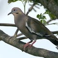 Zenaida asiatica  White-winged Dove  Wei  fl  geltaube 5 2