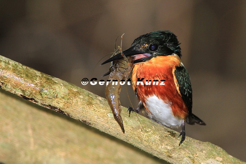 Chloroceryle_aenea__American_Pygmy_Kingfischer__Erzfischer_M3.jpg