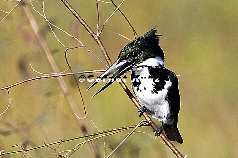 Chloroceryle_amazona___Amazon_Kingfisher__Amazonasfischer_W1_2.jpg