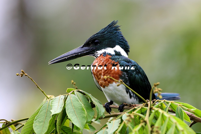 Megaceryle_torquata__Ringed_Kingfischer__Rotbrustfischer_M4_2.jpg