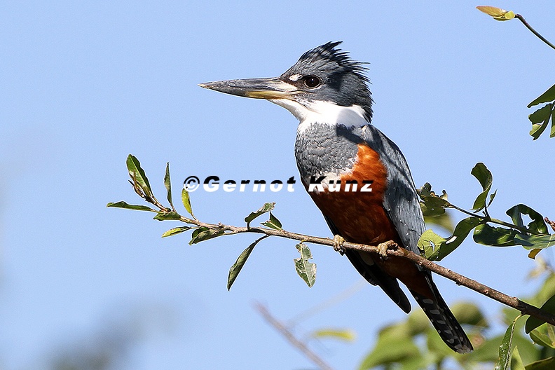 Megaceryle_torquata__Ringed_Kingfischer__Rotbrustfischer_W1_2.jpg
