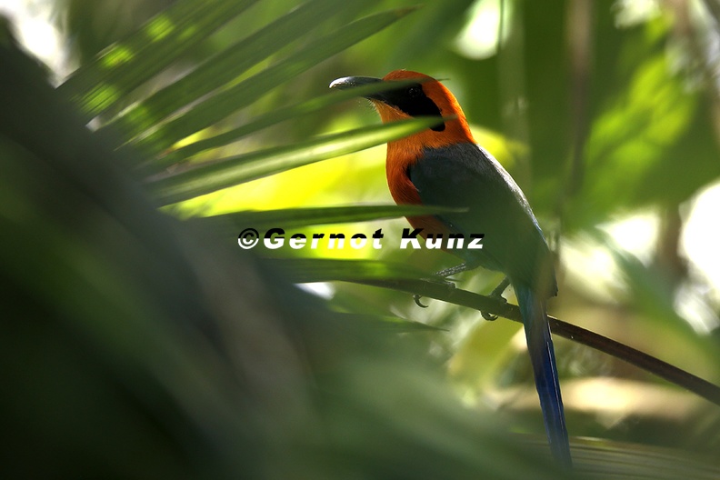 Baryphthengus martii  Rufous Motmot  Rotkopfmotmot  5 1