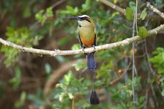 Eumomota superciliosa  Turquoise-browed Motmot  Plattschnabelmotmot 3 3