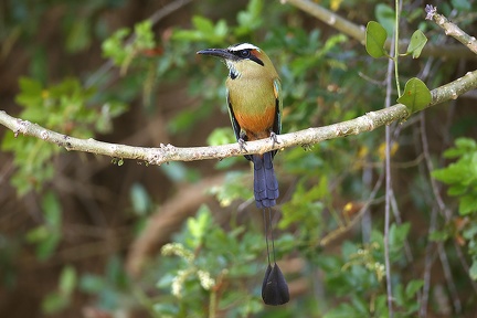 Eumomota superciliosa  Turquoise-browed Motmot  Plattschnabelmotmot 3 3