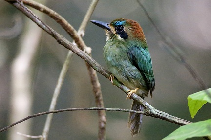 Hylomanes momotula  Tody Motmot  Zwergmotmot  9 2