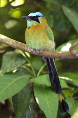 Momotus momota  Blue-Crowned-Motmot  Blauscheitelmotmot 10