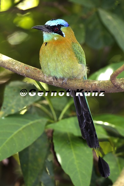Momotus_momota__Blue-Crowned-Motmot__Blauscheitelmotmot_10.jpg
