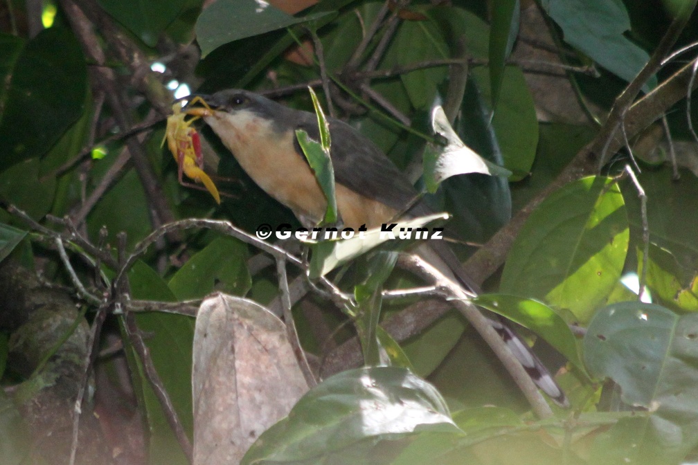 Coccyzus minor  Mangrove Cuckoo  Mangrovekuckuck 7 1