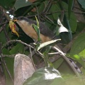 Coccyzus minor  Mangrove Cuckoo  Mangrovekuckuck 7 1