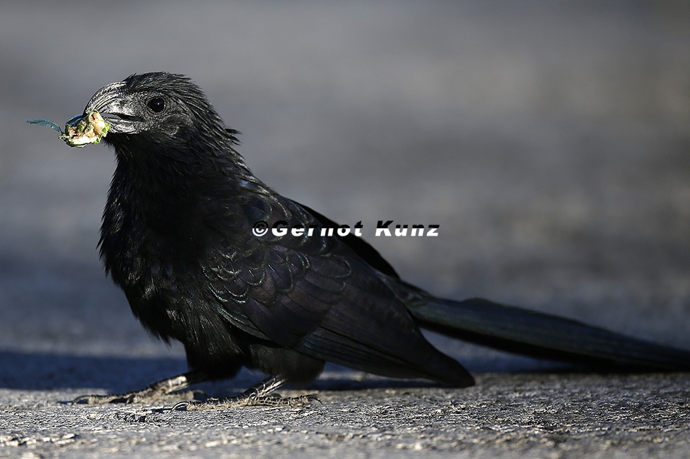 Crotophaga sulcirostris  Groove-billed Ani  Riefenschnabelani 2 2