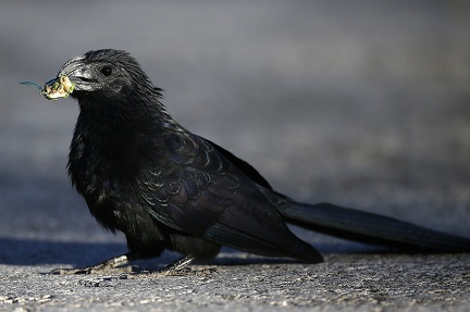 Crotophaga sulcirostris  Groove-billed Ani  Riefenschnabelani 2 2