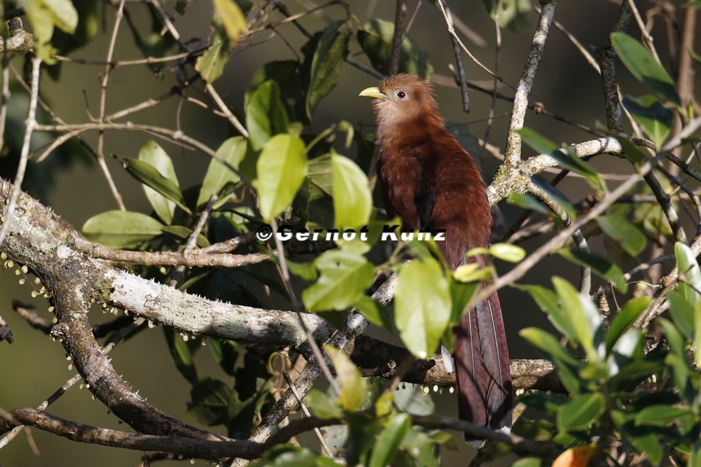 Piaya cayana  Squirrel Cuckoo  Eichhornkuckuck 9 1