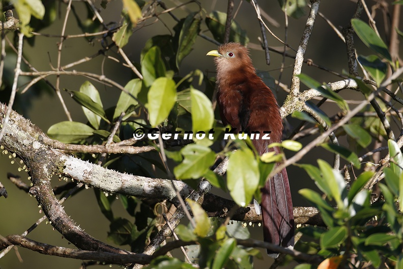 Piaya cayana Squirrel Cuckoo Eichhornkuckuck 9 1 - Piaya_cayana__Squirrel_Cuckoo__Eichhornkuckuck_9_1.jpg Piaya_cayana__Squirrel_Cuckoo__Eichhornkuckuck_9_1.jpg