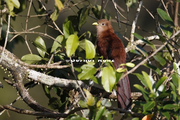 Piaya cayana  Squirrel Cuckoo  Eichhornkuckuck 9 1