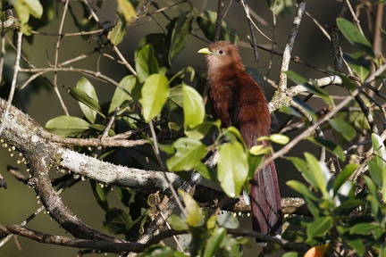 Piaya cayana  Squirrel Cuckoo  Eichhornkuckuck 9 1