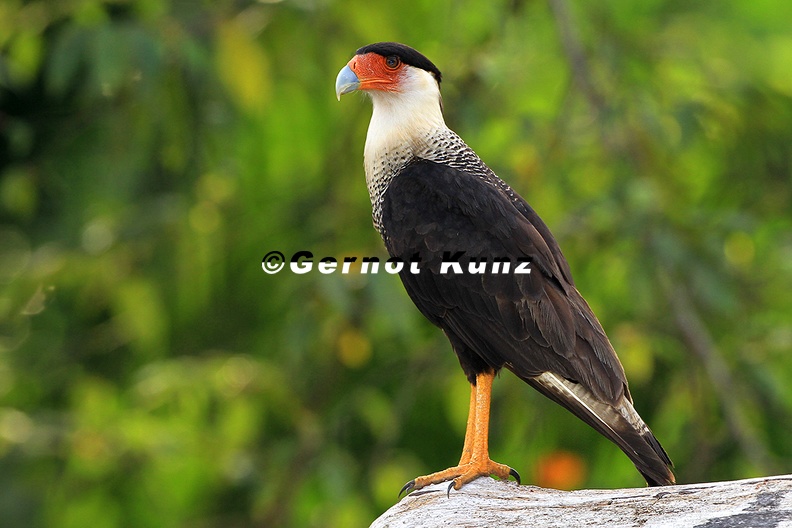 Caracara_cheriway__Northern_Crestet_Caracara__Karibikkarakara_1_2v.jpg