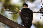 Micrastur mirandollei  Slaty-backed Forest-Falcon  Graur  ckenwaldfalke cf 3 1