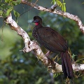 Penelope purpurascens   Crested Guan  Rotbauchguan  1 3