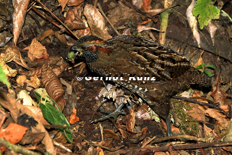 Odontophorus guttatus Spotted Wood-Quail Tropfenzahnhuhn l 2 1v - Odontophorus_guttatus__Spotted_Wood-Quail__Tropfenzahnhuhn_l_2_1v.jpg Odontophorus_guttatus__Spotted_Wood-Quail__Tropfenzahnhuhn_l_2_1v.jpg