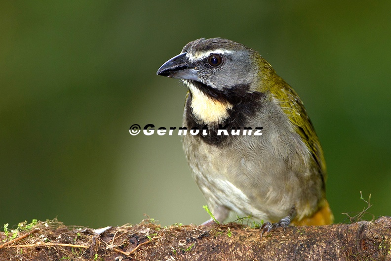 Saltator_maximus__Buff_throated_Saltator__Buntkehlsaltator_1_1.jpg