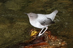Cinclus mexicanus  American Dipper  Grauwasseramsel 1 1