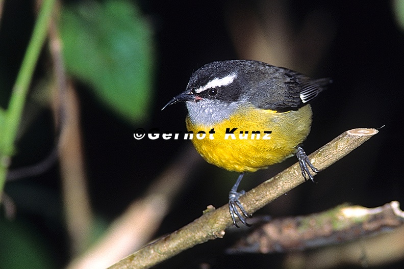 Coereba_flaveola__Bananaquit___Zuckervogel_2_1.jpg