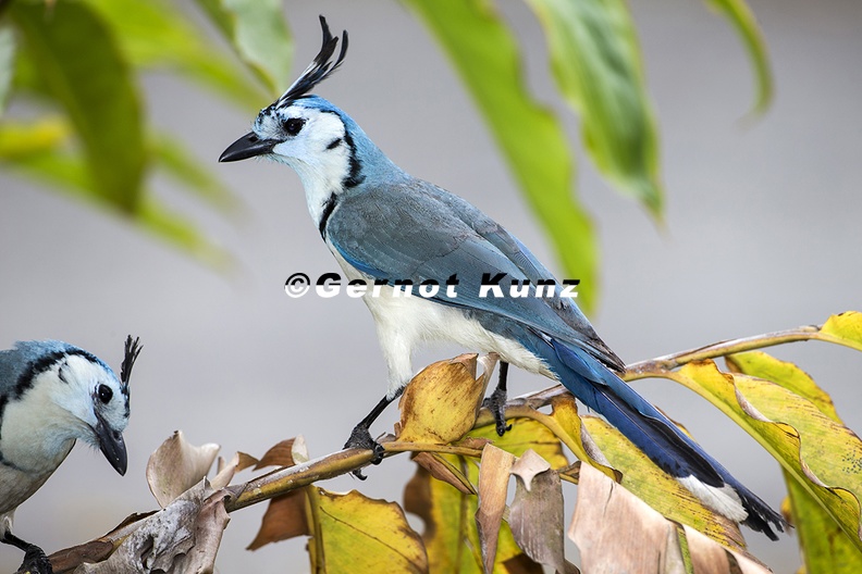 Calocitta formosa White-Throated Magpie-Jay 8 3 - Calocitta_formosa___White-Throated_Magpie-Jay_8_3.jpg Calocitta_formosa___White-Throated_Magpie-Jay_8_3.jpg