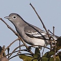 Carpodectes nitidulus  Snowy Cotinga  Schneeschmuckvogel W1
