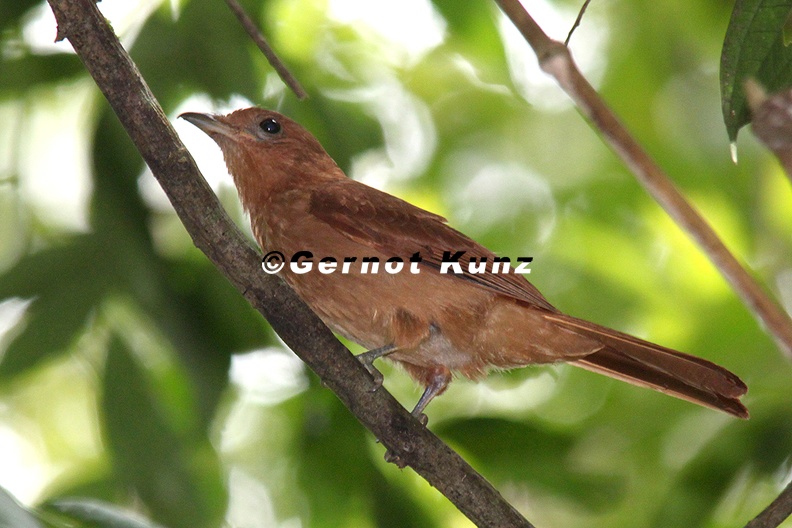 Lipaugus unirufus Rufous Pija Zimtrote Piha 1 2 - Lipaugus_unirufus__Rufous_Pija__Zimtrote_Piha_1_2.jpg Lipaugus_unirufus__Rufous_Pija__Zimtrote_Piha_1_2.jpg