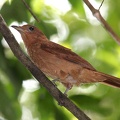 Lipaugus unirufus  Rufous Pija  Zimtrote Piha 1 2