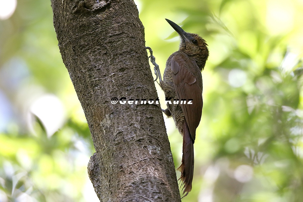 Dendrocolaptes sanctithomae  Northern Barred-Woodcreeper  N  rdlicher Bindenbaumsteiger 9 2