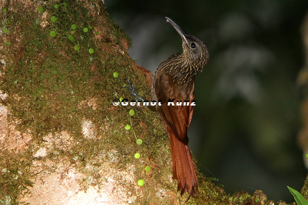 Xiphorhynchus susurrans  Cocoa Woodcreeper  Kleiner Fahlkehl-Baumsteiger 7 3