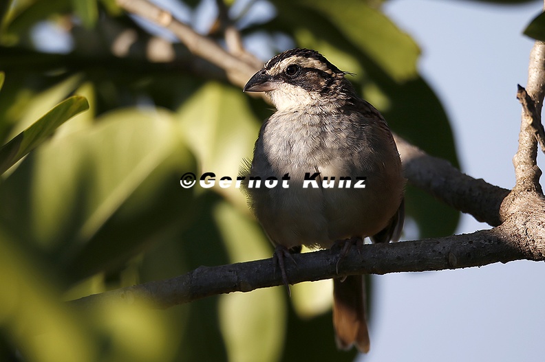 Aimophila_ruficauda__Stripe-headed_Sparrow__Rostschwanzammer_1_2.jpg