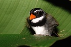 Arremon aurantiirostris  Orange-billed Sparrow  Goldschnabel-Buschammer 1 2
