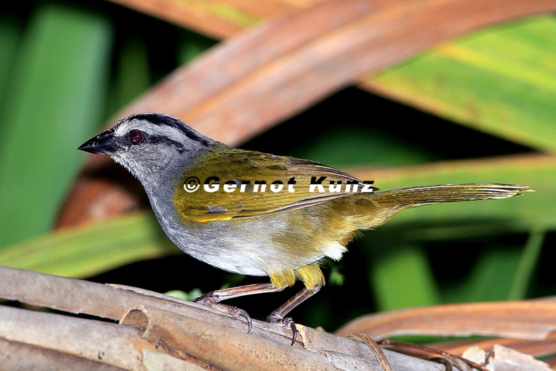 Arremonops_conirostris__Black-striped_Sparrow__Panamaammer_8_2.jpg