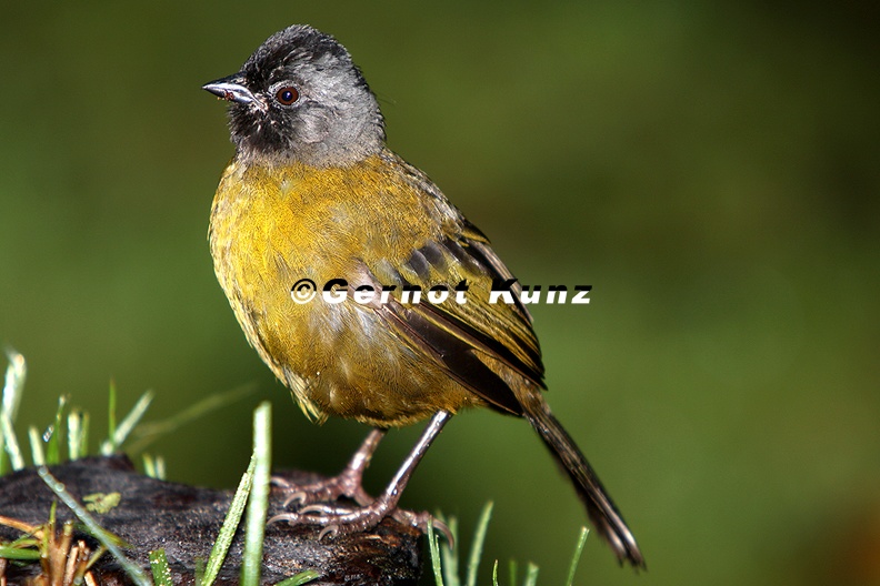 Pezopetes_capitalis__Large-footed_Finch__Gro__fu__-Buschammer_6_2.jpg