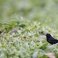 Sporophila corvina corvina  Variable Seedeater  Mexico Wechselpf  ffchen 1