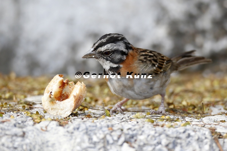 Zonotrichia_capensis___Rufous-Collared_Sparrow__Morgenammer_5.JPG