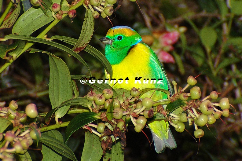 Chlorophonia_callophrys__Golden-browed_Chlorophonia__Goldbrauenorganist_2_2.jpg