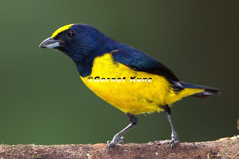 Euphonia_imitans__Spot-crowned_Euphonia__Stirnfleckenorganist_2_2.jpg