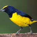 Euphonia imitans  Spot-crowned Euphonia  Stirnfleckenorganist 2 2