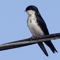 Notiochelidon cyanoleuca  Blue-and-white Swallow  Blauweissschwalbe 6 1