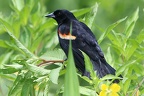 Agelaius phoeniceus  Red-winged Blackbird  Rotfl  gelst  rling 1 2