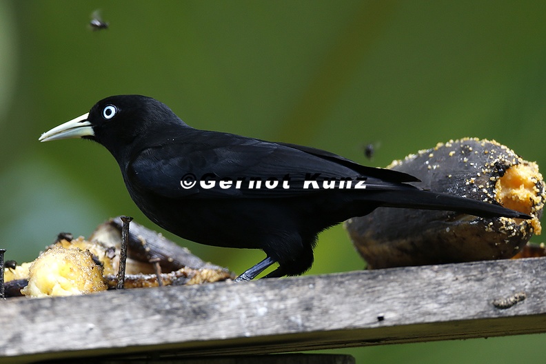 Cacicus_uropygialis__Scarlet-rumped_Cacique__Nord-Scharlachb__rzelkassike_9_2.jpg