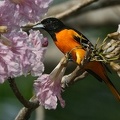 Icterus galbula  Northern Oriole  Baltimor Trupial 8 3