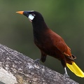 Psarocolius montezuma  Montezuma Oropendula  Montezuma Stirnvogel 4