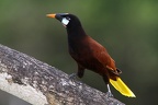 Psarocolius montezuma  Montezuma Oropendula  Montezuma Stirnvogel 4